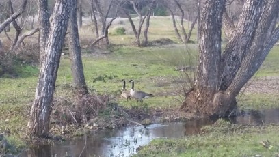 Geese at Westside